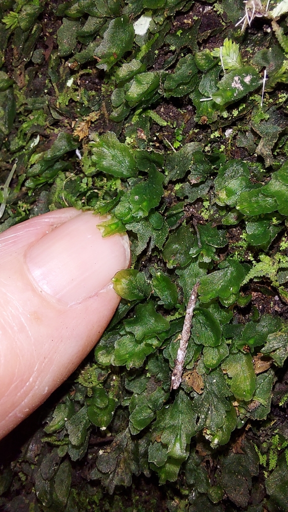 Trichomanes petersii