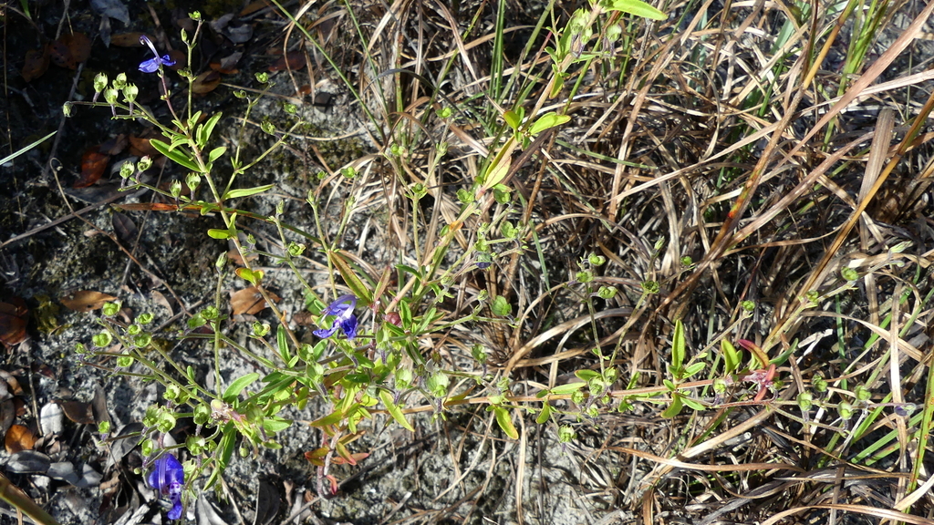 Trichostema dichotomum