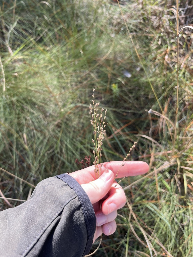 Tridens ambiguus