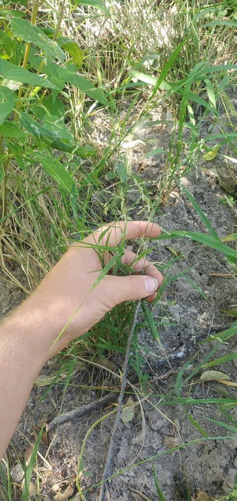 Tridens eragrostoides