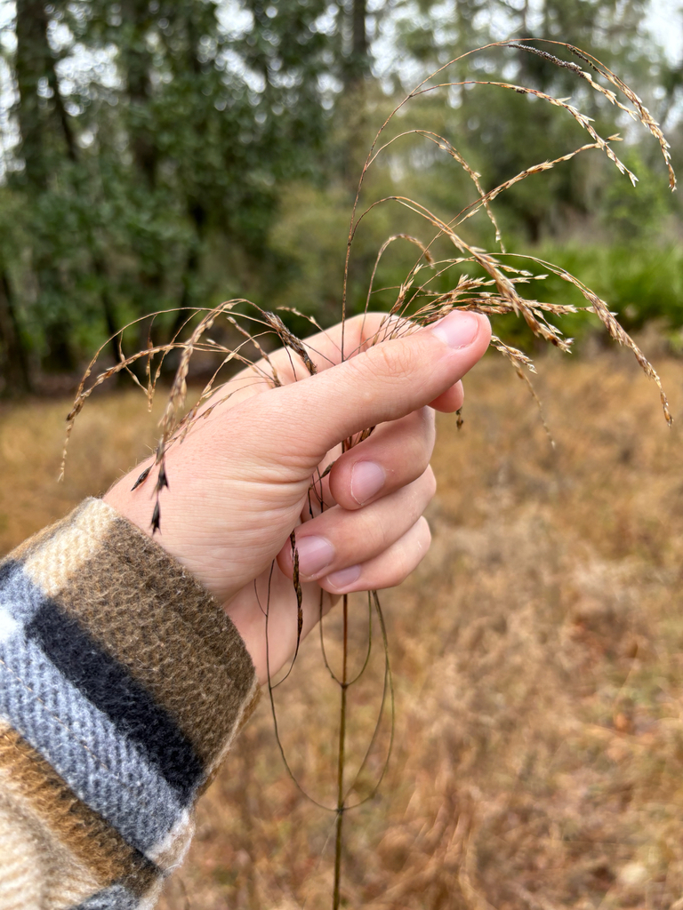 Tridens flavus var. flavus