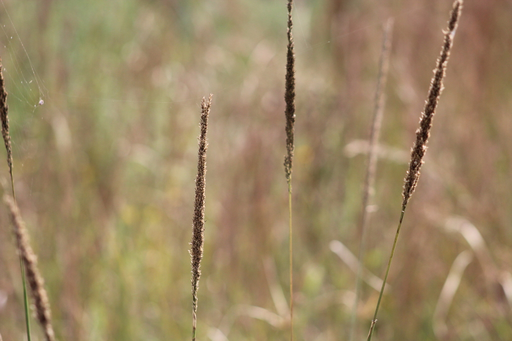 Tridens strictus
