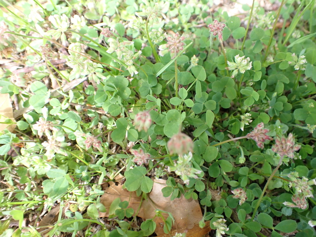 Trifolium carolinianum