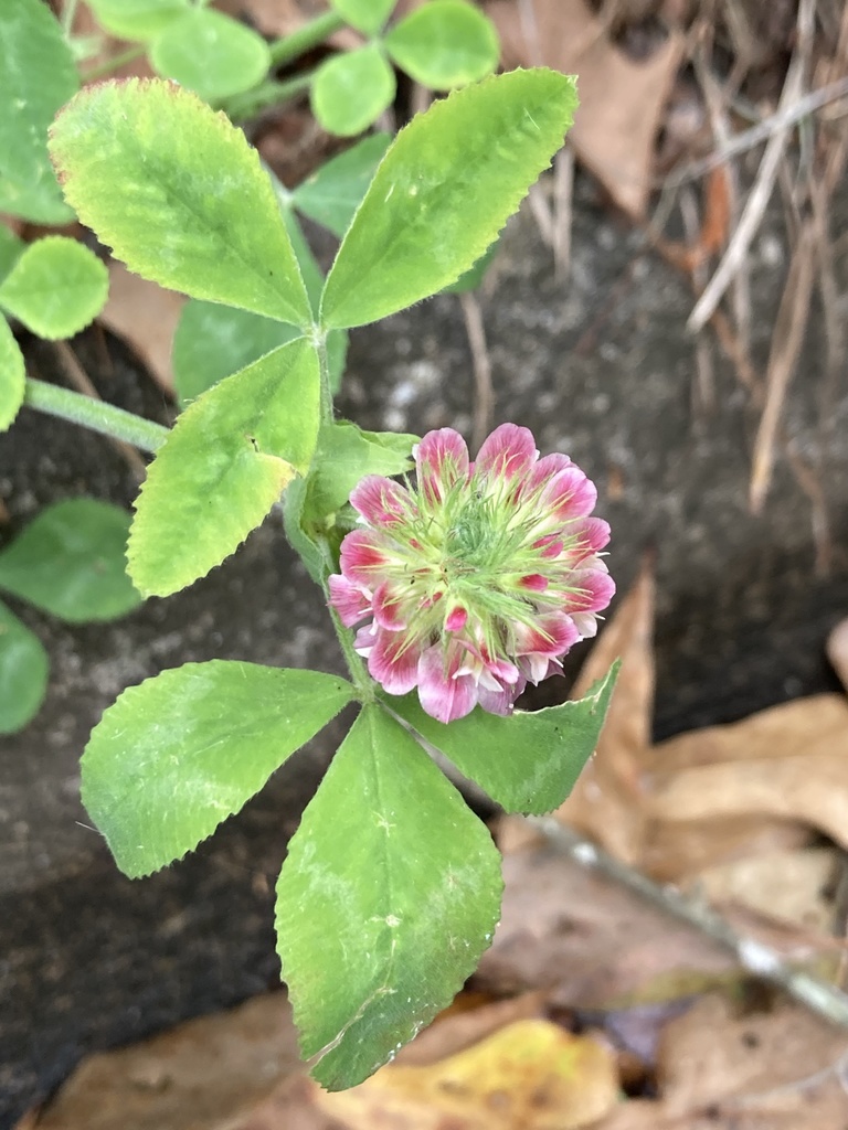Trifolium reflexum