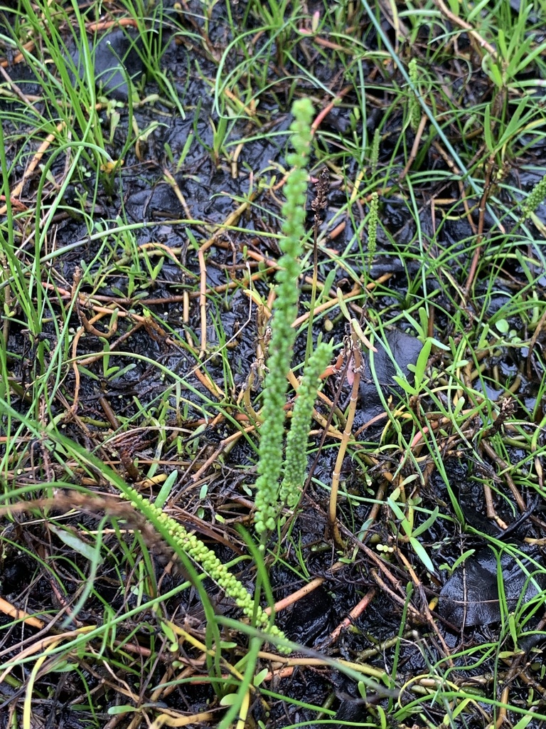 Triglochin striata