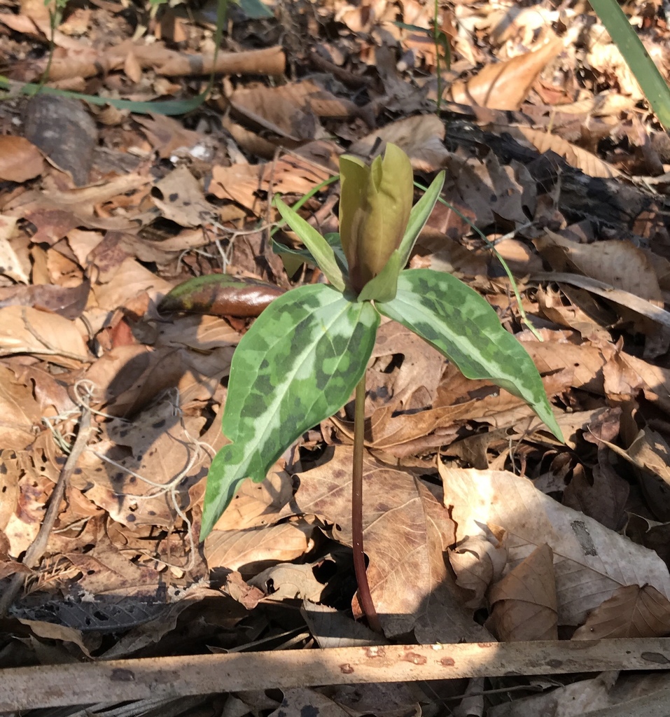 Trillium decipiens