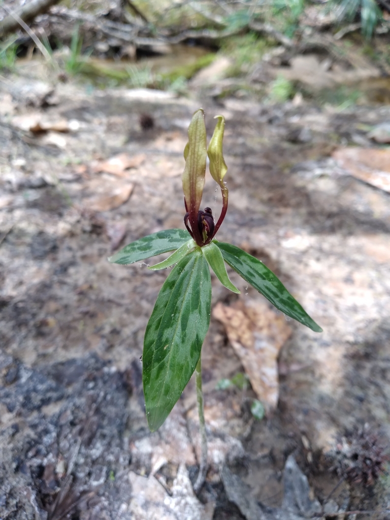 Trillium lancifolium