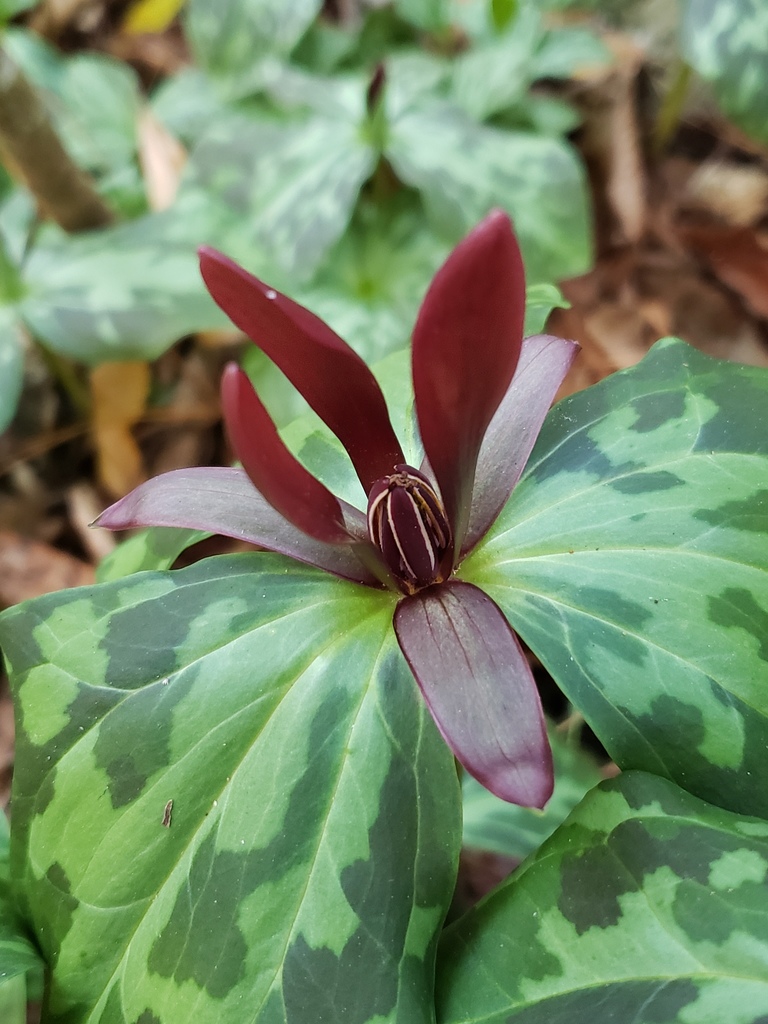 Trillium maculatum