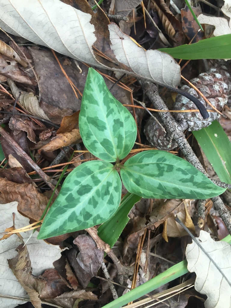 Trillium underwoodii