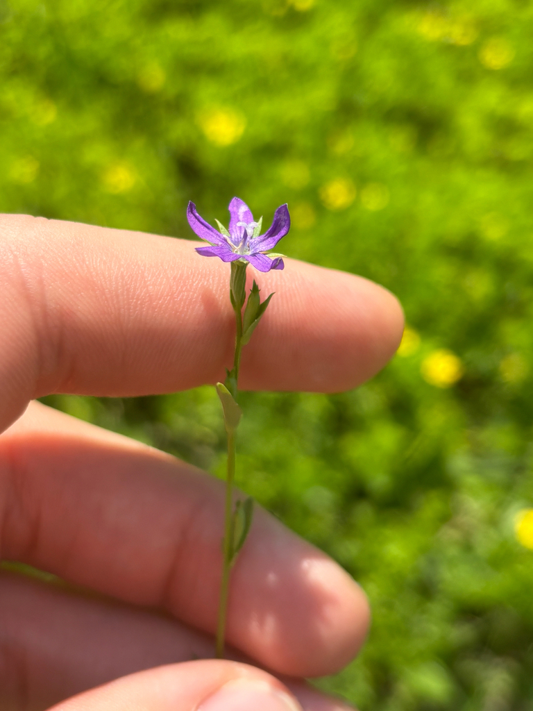 Triodanis biflora