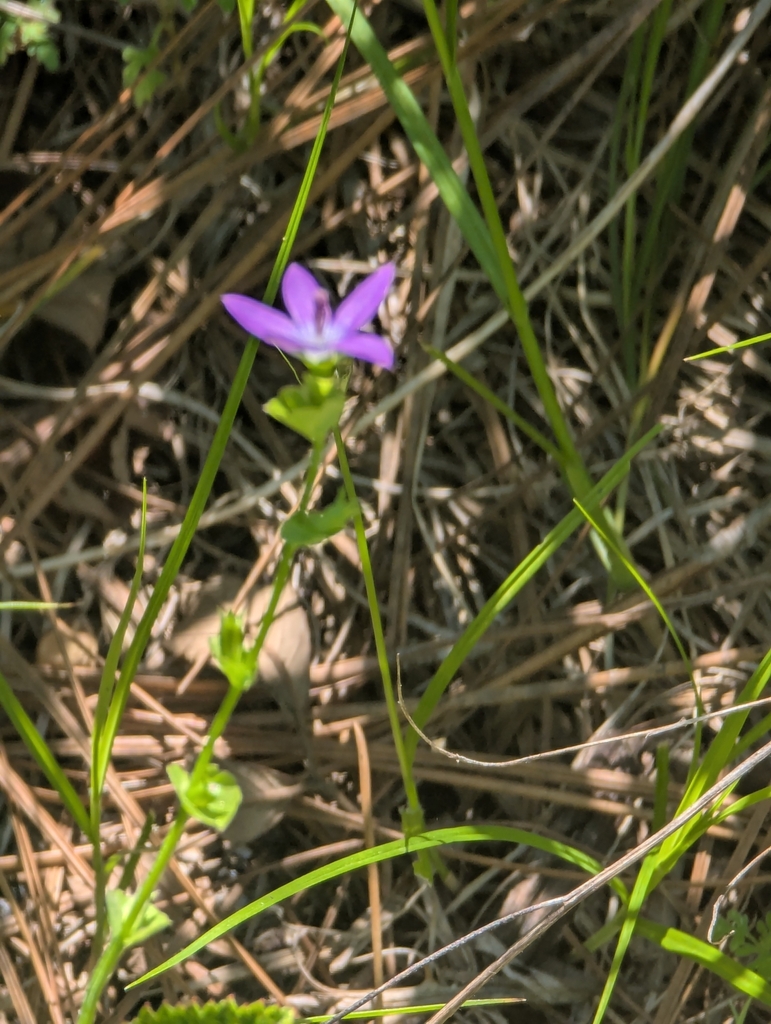 Triodanis perfoliata