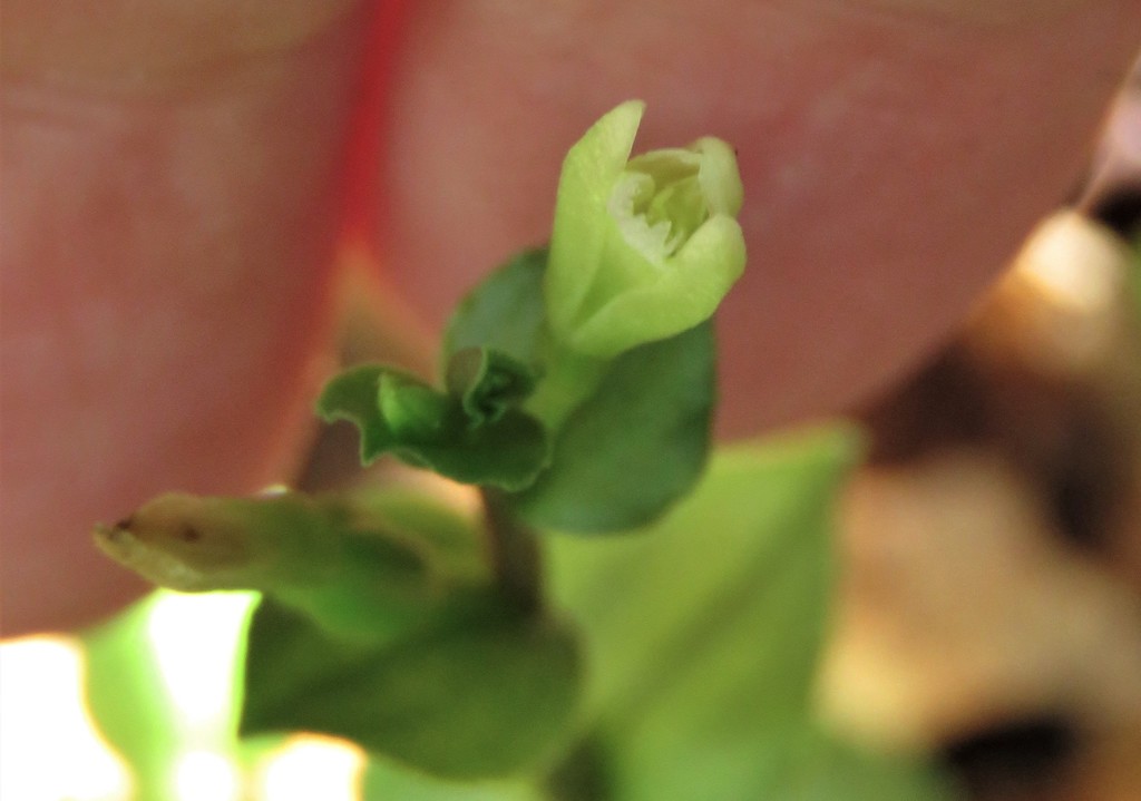 Triphora rickettii