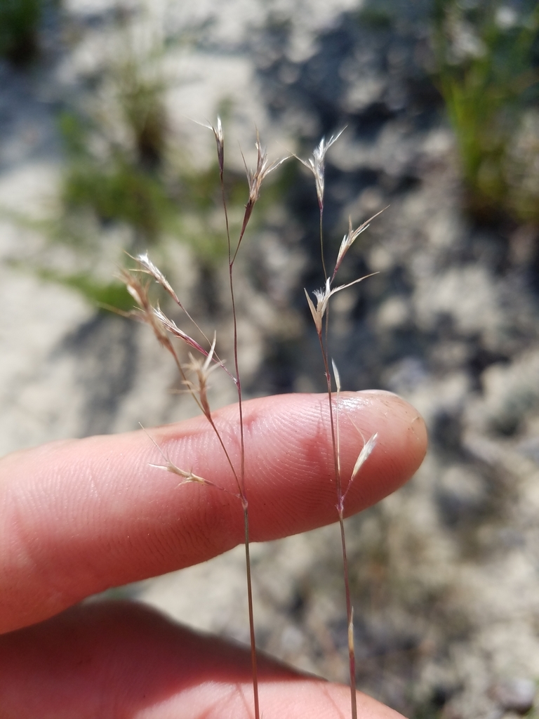 Triplasis americana