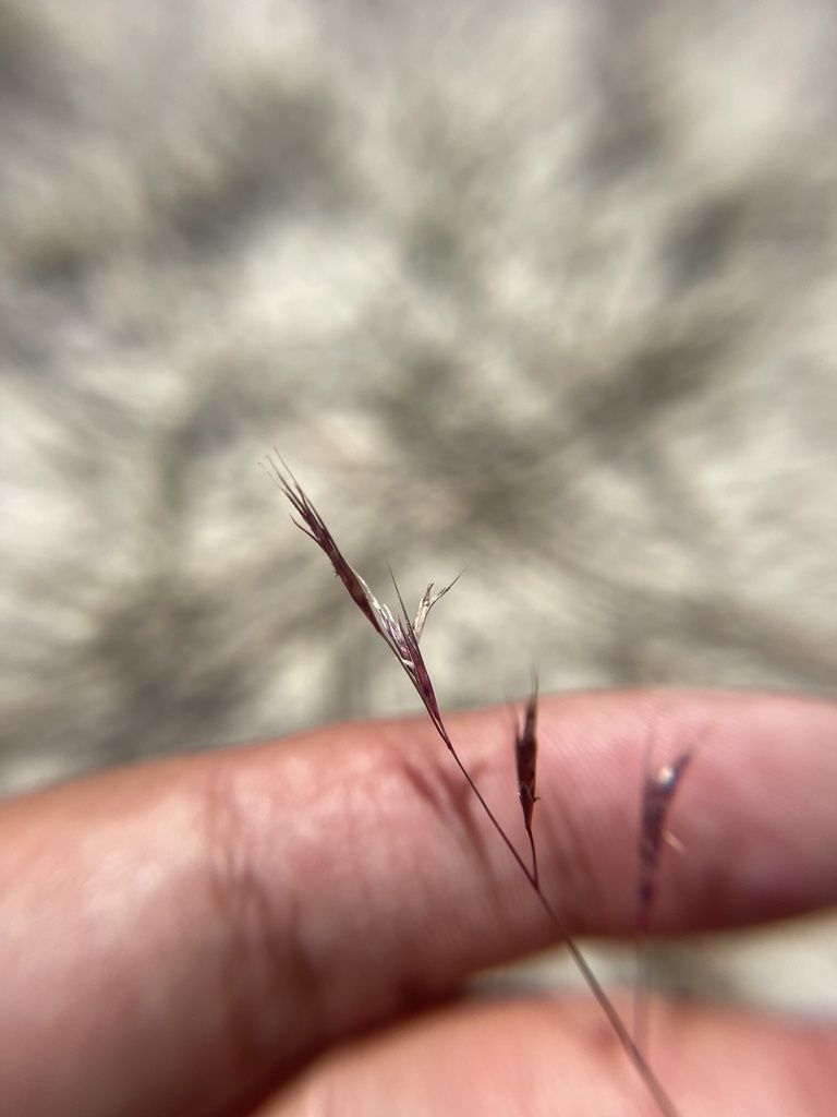Triplasis purpurea