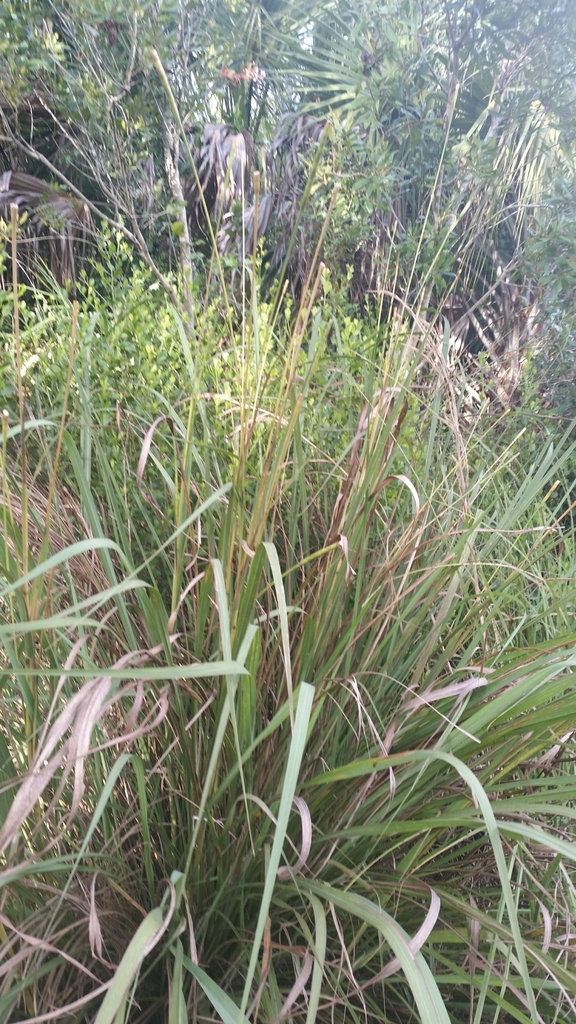 Tripsacum dactyloides