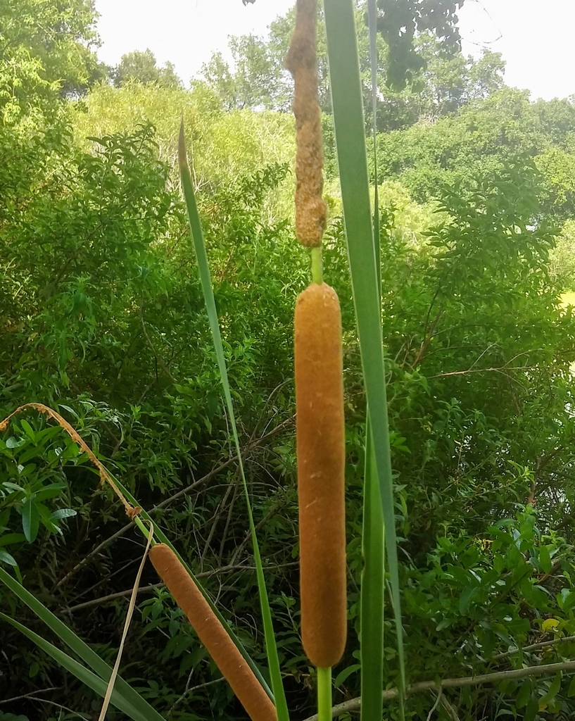 Typha domingensis