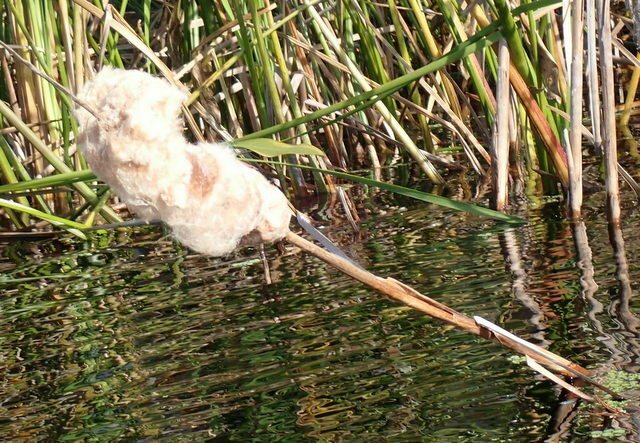 Typha latifolia