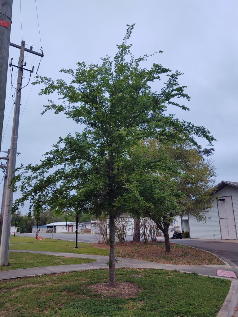 Ulmus alata