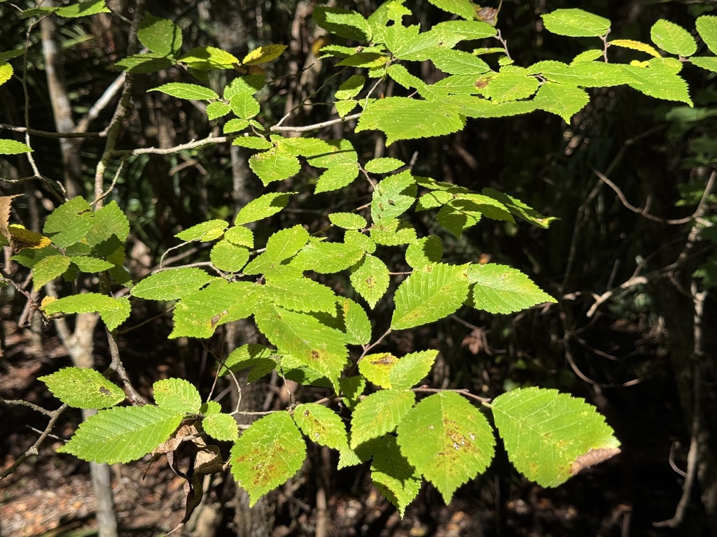 Ulmus americana