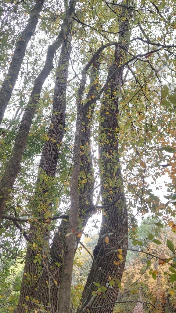 Ulmus crassifolia