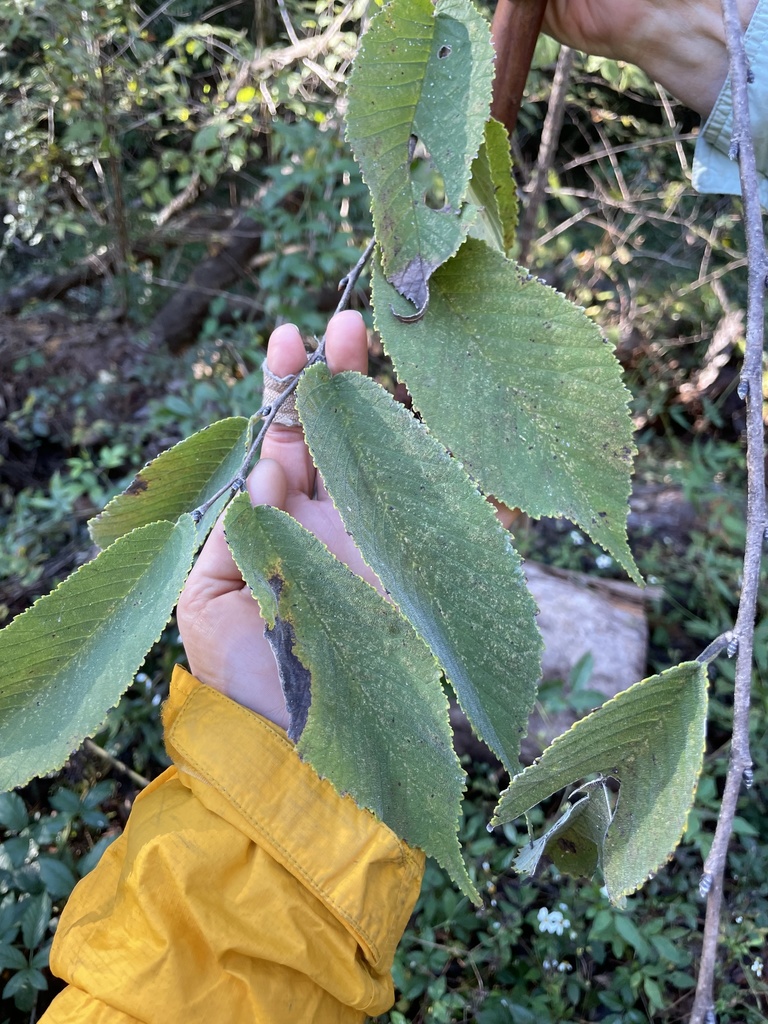 Ulmus rubra