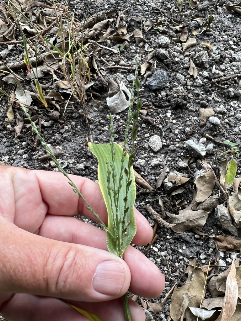 Urochloa adspersa