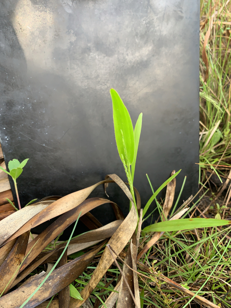 Urochloa platyphylla