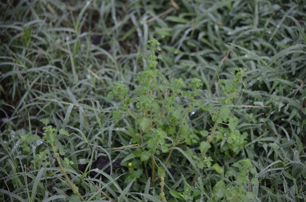Urtica chamaedryoides