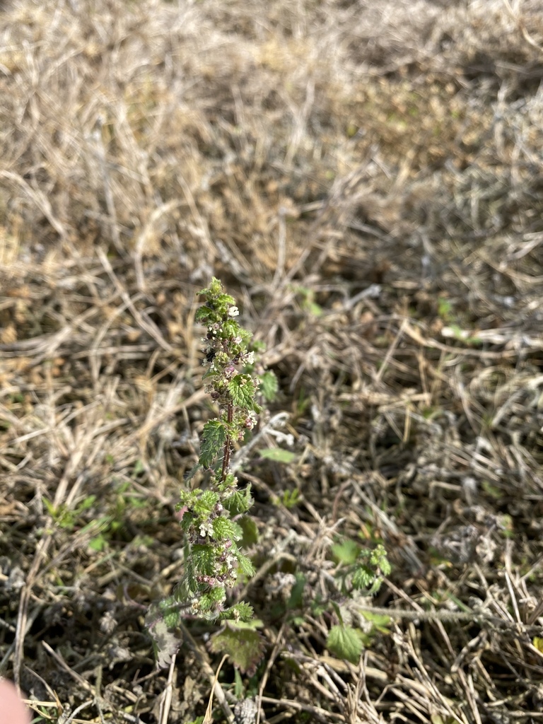 Urtica urens
