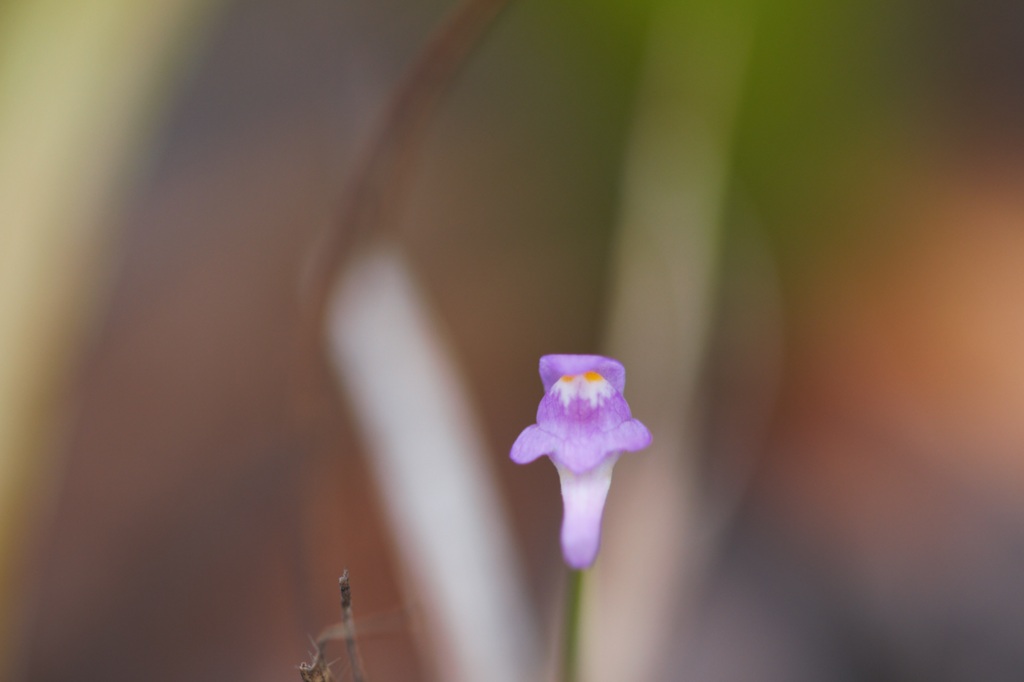 Utricularia amethystina