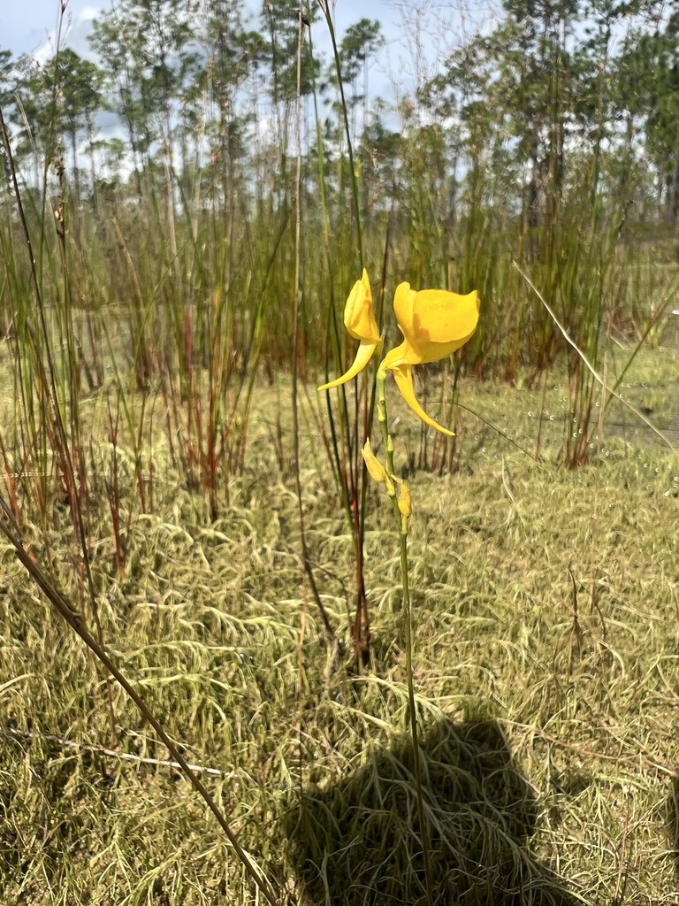 Utricularia cornuta
