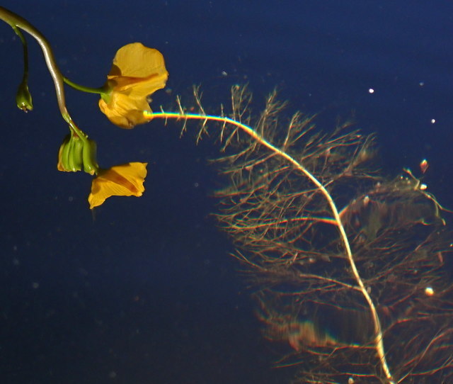 Utricularia floridana