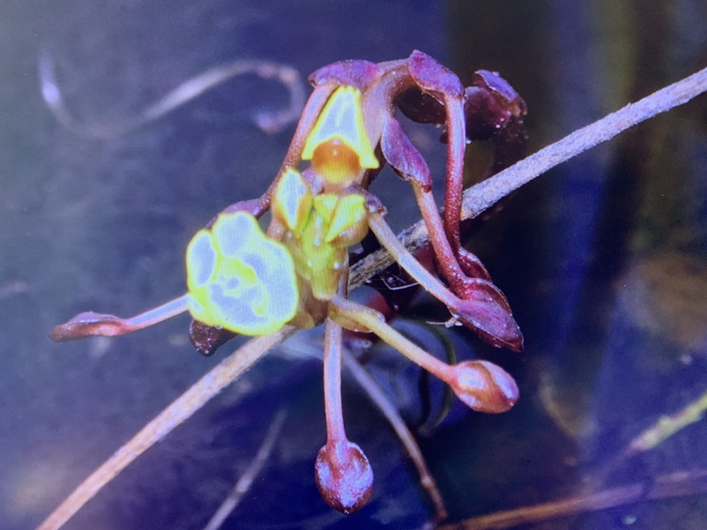 Utricularia foliosa