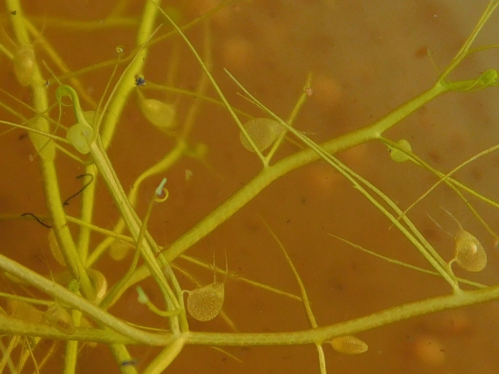 Utricularia gibba