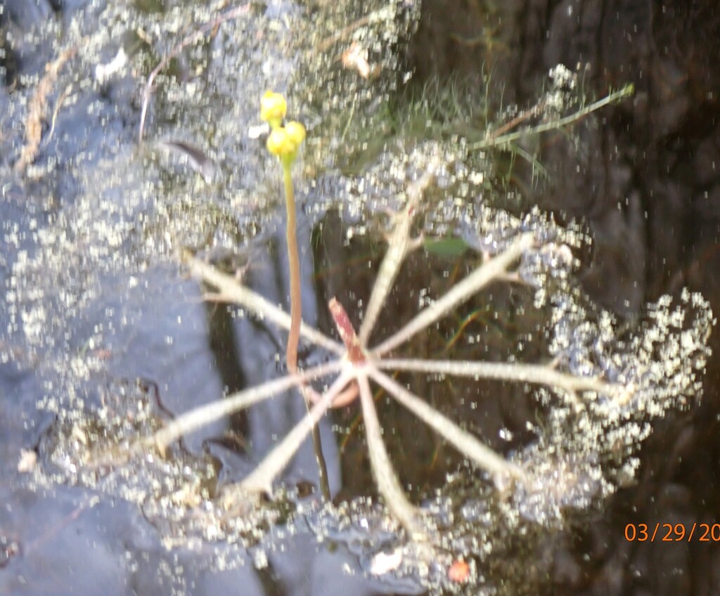 Utricularia inflata