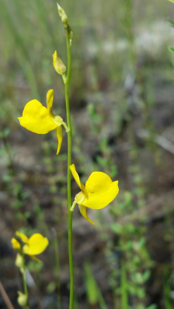 Utricularia juncea