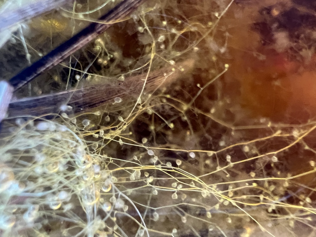 Utricularia olivacea