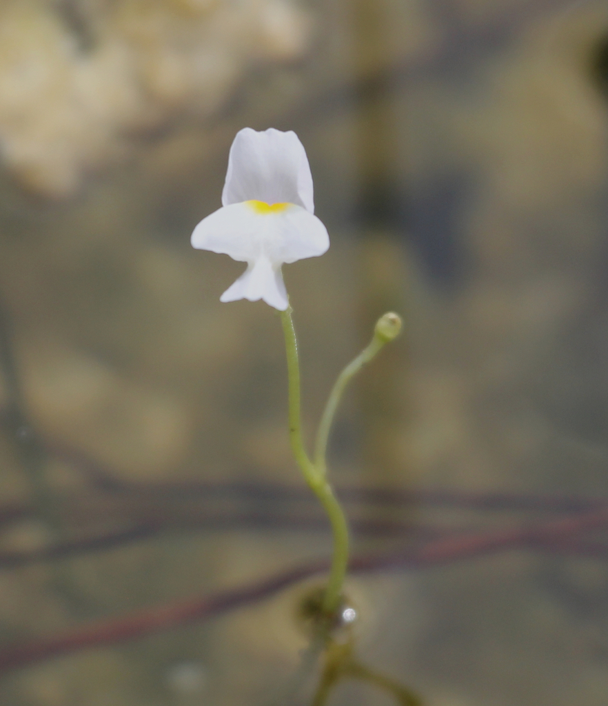 Utricularia purpurea