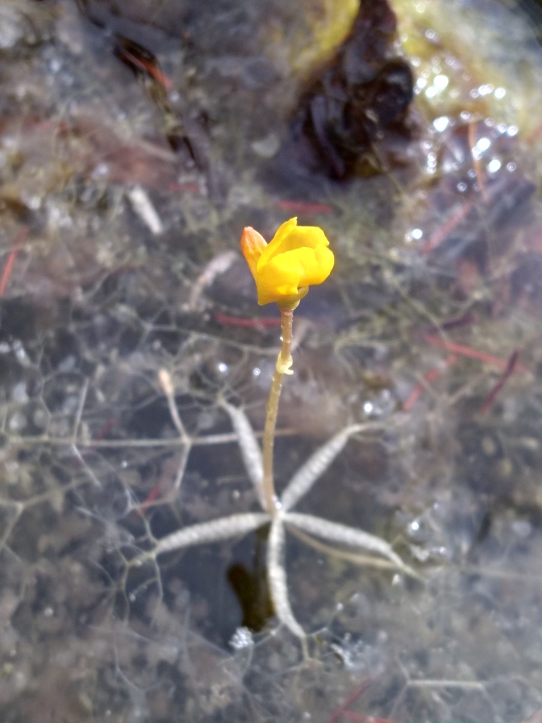 Utricularia radiata