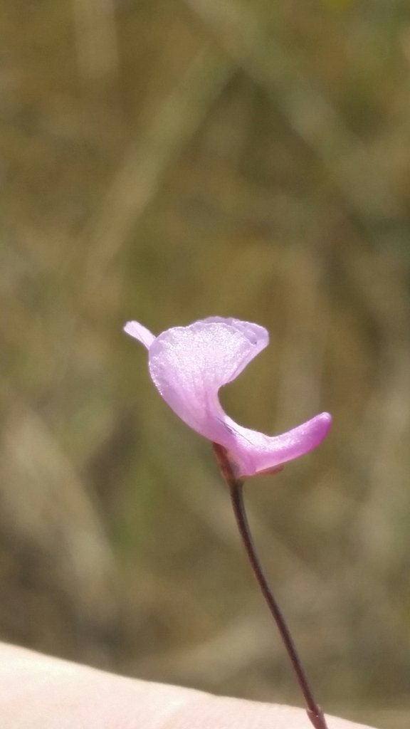 Utricularia resupinata