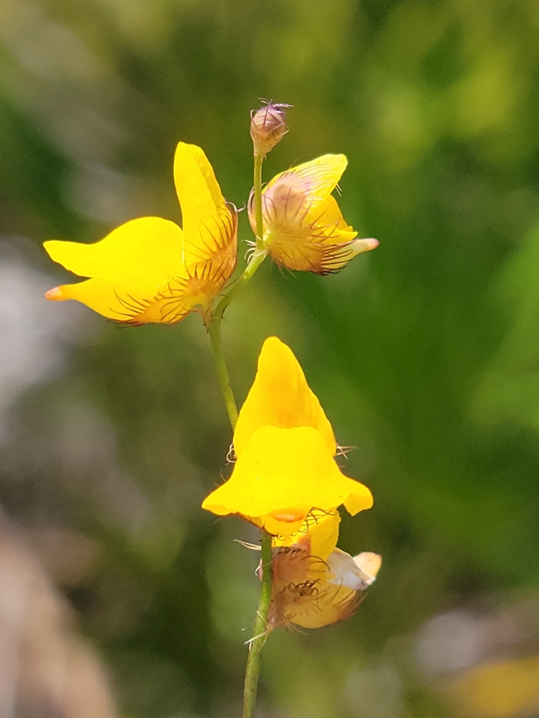 Utricularia simulans