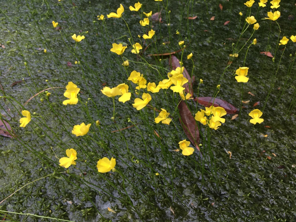 Utricularia striata