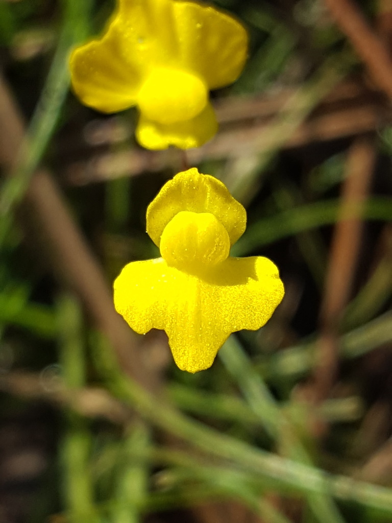 Utricularia subulata