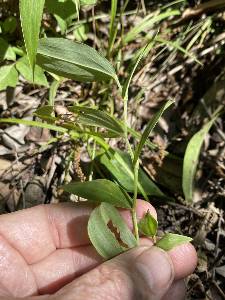Uvularia floridana