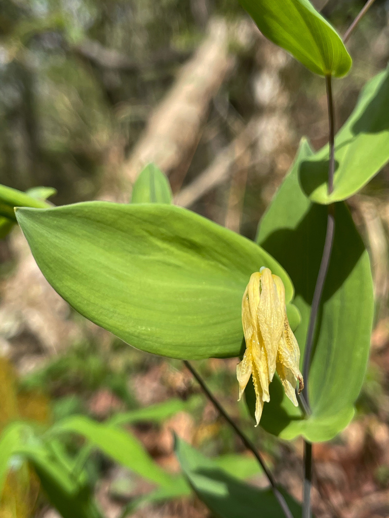 Uvularia perfoliata