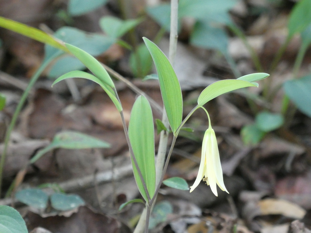 Uvularia sessilifolia