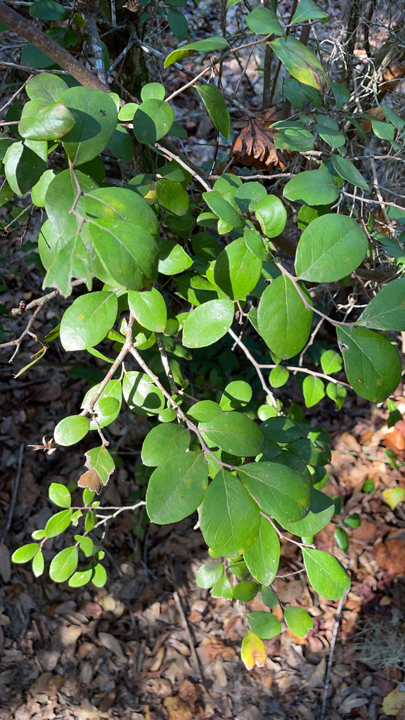 Vaccinium arboreum
