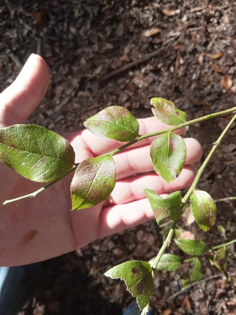 Vaccinium corymbosum