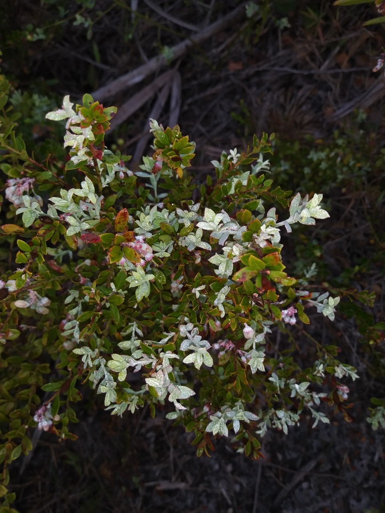 Vaccinium darrowii
