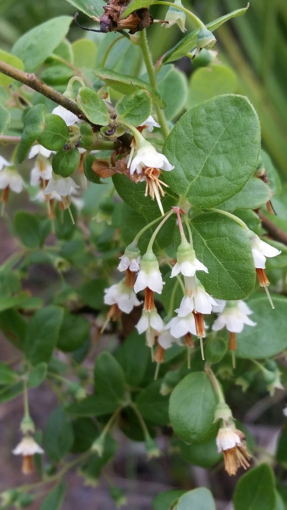 Vaccinium stamineum